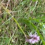 Orchis italica Облик