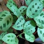 Maranta cristata Hoja