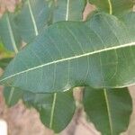 Cryptostegia madagascariensis Leaf