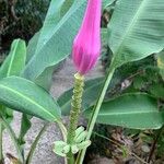 Musa velutina Flower