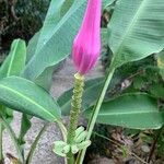 Musa velutina Fiore