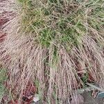 Carex nachiana