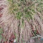 Carex nachiana Hoja