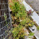 Bromus madritensis Habit