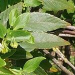 Aristotelia chilensis Fuelha
