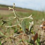 Atriplex pedunculata Blatt