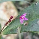 Talinum paniculatum Квітка