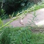 Epilobium angustifoliumFlower