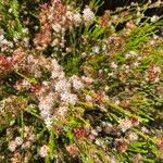 Calytrix tetragona Flower