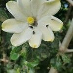 Gardenia volkensii Blüte