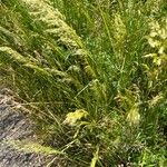 Achnatherum calamagrostis Buveinė