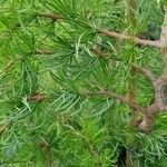 Larix kaempferi पत्ता