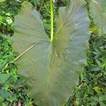 Alocasia macrorrhizosLeht