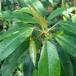 Brosimum alicastrum Fuelha