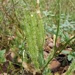 Lycopodium annotinum Лист