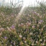 Limonium carolinianum Облик