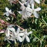 Jasminum polyanthum 花