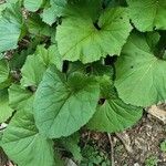 Petasites kablikianus Bloem