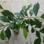 Magnolia figo Corteza