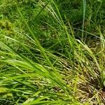 Carex vulpinoideaFoglia