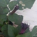 Datura metel Yaprak