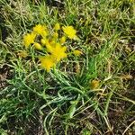 Bulbine abyssinica Folha