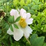 Rosa roxburghii Flower