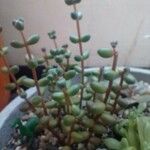 Sedum stahlii Ліст