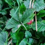 Potentilla indicaഇല