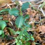 Crataegus uniflora Blatt