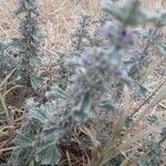 Marrubium alysson Hoja