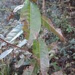 Oxydendrum arboreum Frunză