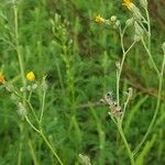 Pilosella piloselloides Fruit