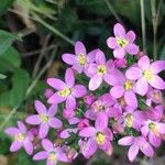 Centaurium erythraeaFlower