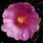 Ariocarpus bravoanus Flor
