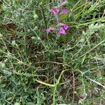 Teucrium marum 形態