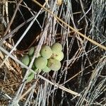 Asparagus racemosus Fruit