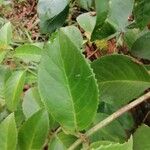 Drymonia serrulata Folha