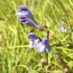 Scutellaria integrifolia 花