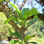 Dovyalis caffra Frunză