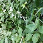 Circaea × intermedia Квітка