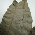 Anacardium spruceanum Leaf