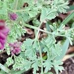 Fumaria officinalis Leaf