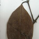 Eugenia cowanii Otro