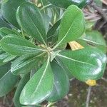 Pittosporum tobira Blatt