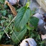 Lobelia siphilitica Leaf