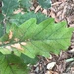 Quercus hartwissiana Foglia