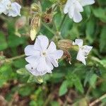 Silene noctiflora ᱵᱟᱦᱟ