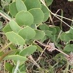 Capparis cartilaginea Leaf