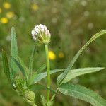 Trifolium strictum Feuille